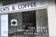 Кофе и кошечки